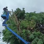 Antisipasi Bencana, DLH Pangkas Pohon Berpotensi Tumbang di MetroAku